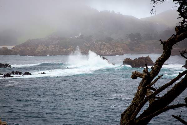 Point Lobos-14.jpg by Harrison Clark