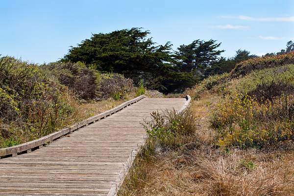 Boardwalk to Cypress Grove.jpg by Harrison Clark