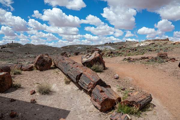 Petrified Forest National Park-20 by Harrison Clark
