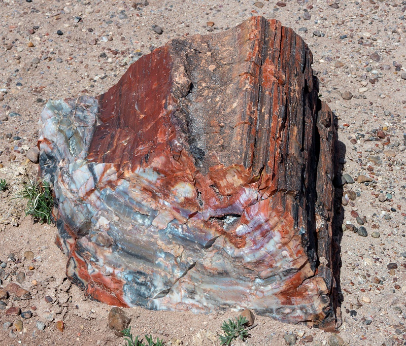 Petrified Forest National Park-10