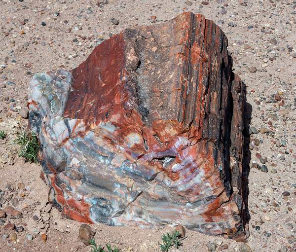 Petrified Forest National Park-10 by Harrison Clark