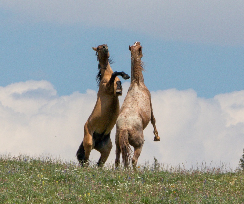 Wild Mustangs on Pryor Mountain, WY-2657