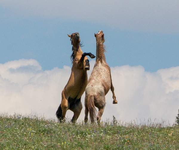 Wild Mustangs on Pryor Mountain, WY-2657 by Harrison...