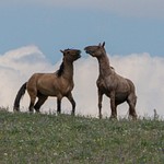 Pryor Mountain Mustangs Montana