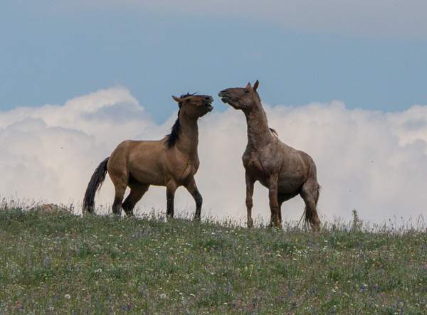 Pryor Mountain Mustangs Montana by Harrison Clark