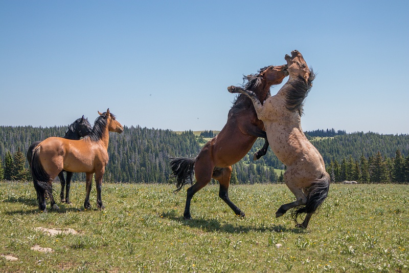 Wild Mustangs on Pryor Mountain, WY-2568