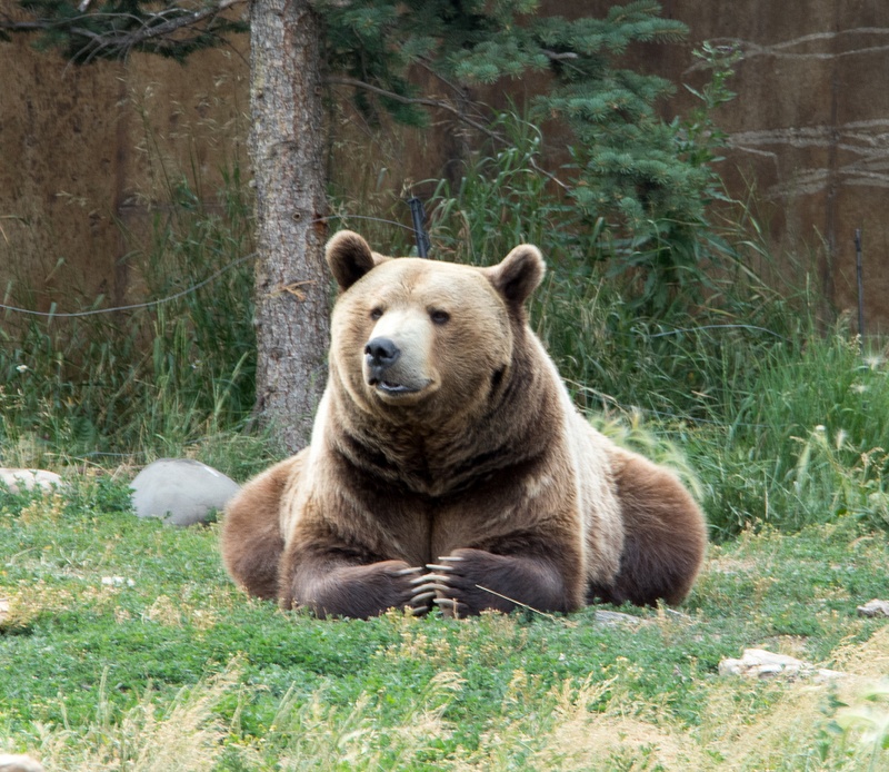 Resident of The Montana Grizzly Encounter