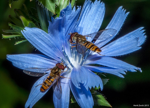Two hoverflies sharing a flower