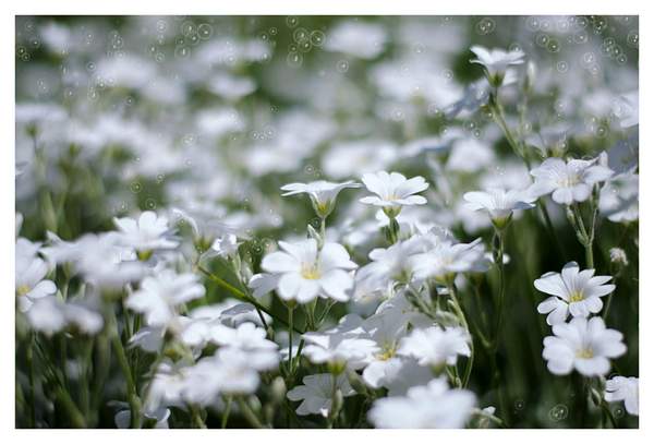 белые цветки. by duckbill
