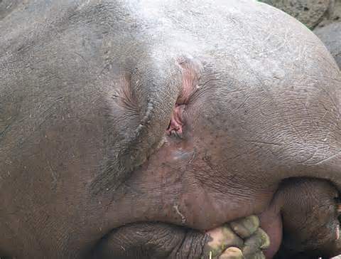 Inside The Mouth Of A Hippo