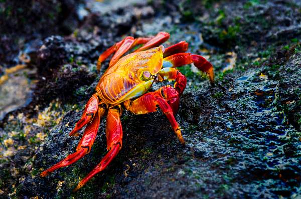 Galapagos Crab by Stevejubaphotography