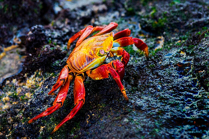 Galapagos Crab WP