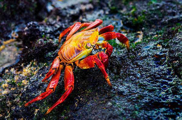 Galapagos Crab WP by Stevejubaphotography