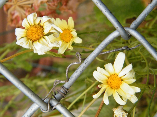 daisy chain link