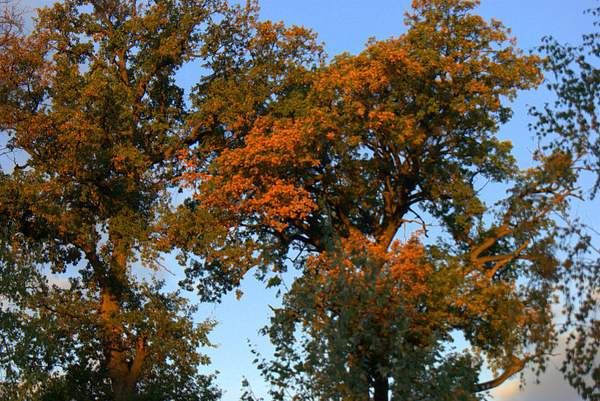 Autumn trees by Attila Buhály