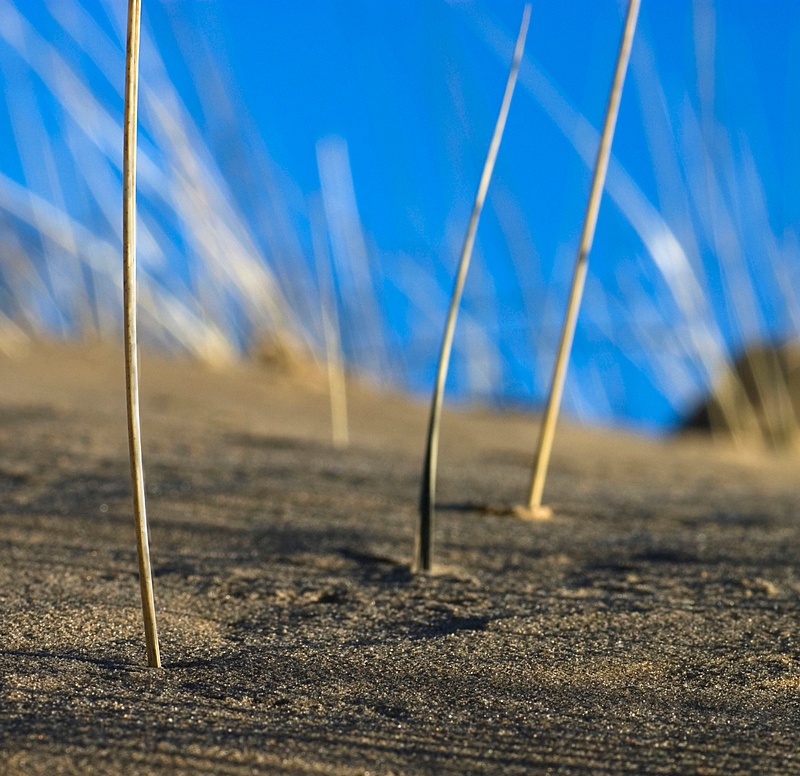 Grasstengels op zandhelling