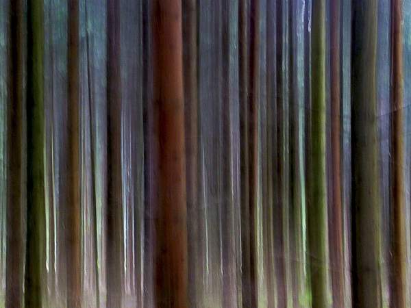 Abstract trees by User8543824 by User8543824