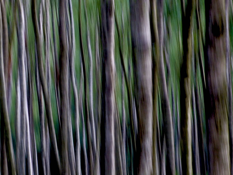 Birch_tree_abstract