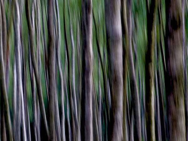 Birch_tree_abstract by User8543824