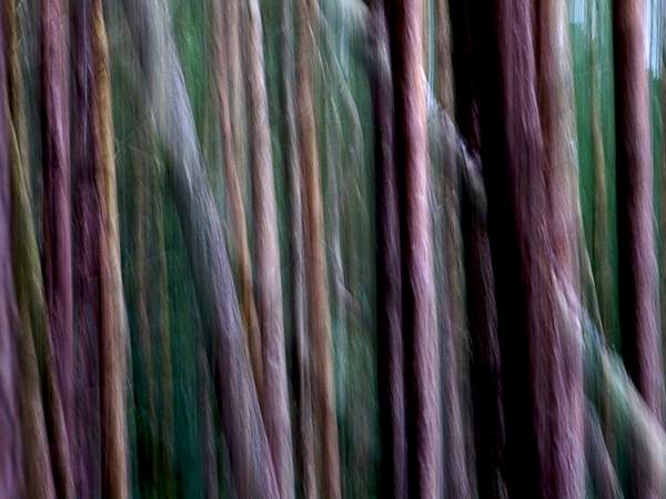 Larch_tree_abstract by User8543824