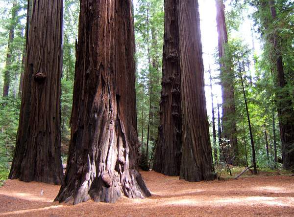 Humboldt Redwoods by Buutopia