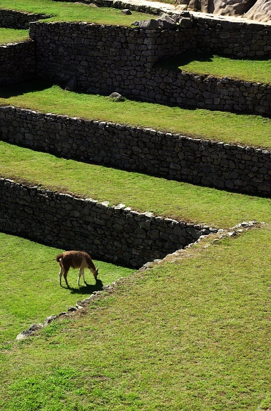 IMGP1822-Machu Picchu