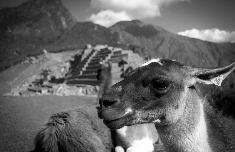 IMGP1885-Machu Picchu