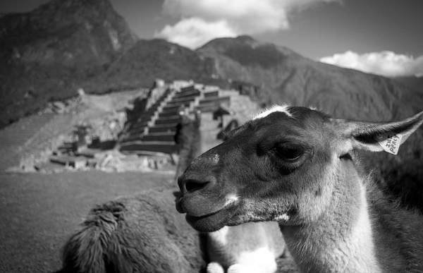 IMGP1885-Machu Picchu by Buutopia