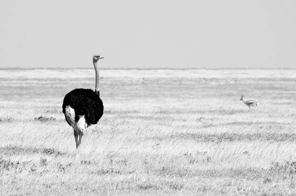 IMGP0357-Serengeti by Buutopia