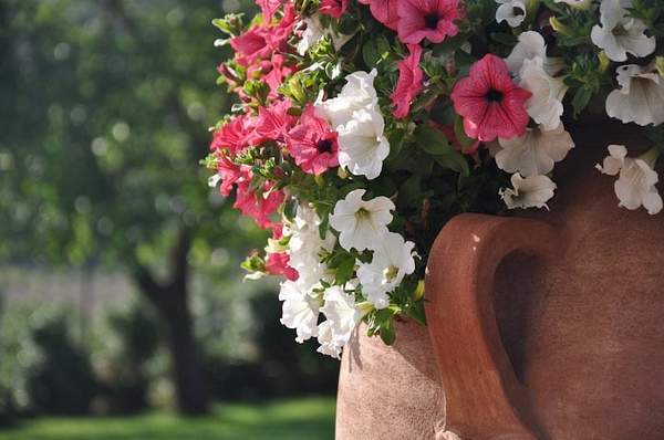 Flowers in Tuscany by CultureDiscovery