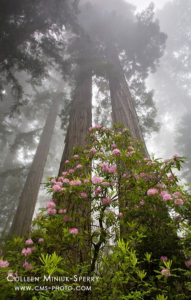 Rhodies and Redwoods