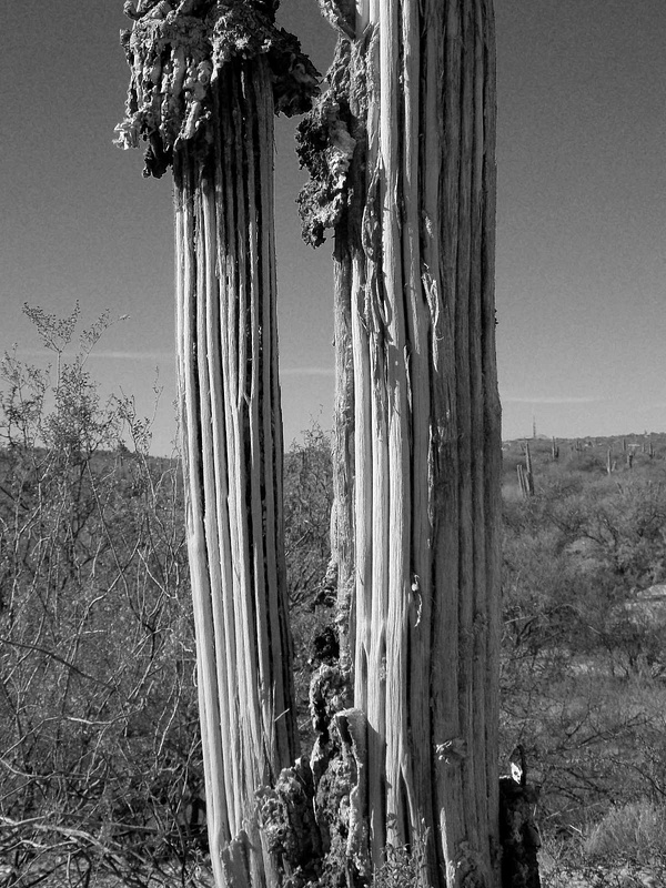 Skeleton of  a Saguaro