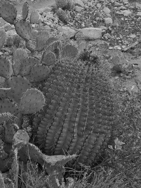 Barrel Cactus by SueCovert