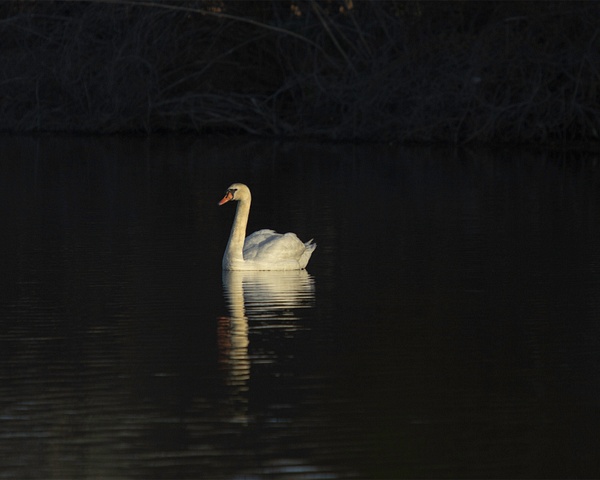 Golden Swan 10x8
